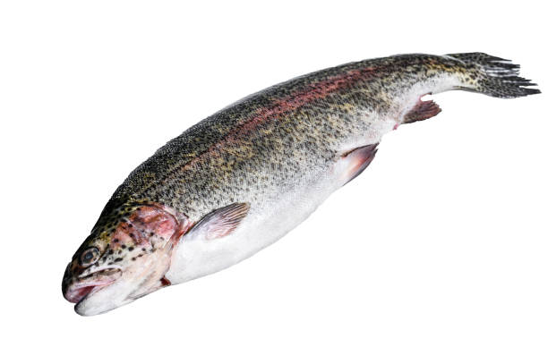 istock Raw Rainbow trout fish on a table.   Isolated on white background. 1483243403
