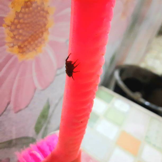 istock a small spider perched on the floor cleaning brush 1483244975