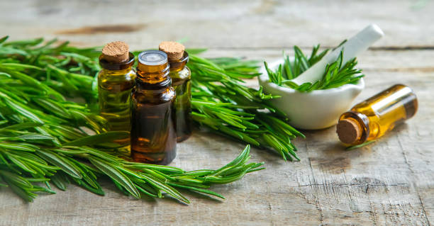 istock Rosemary essential oil in a small bottle. Selective focus. 1483245511