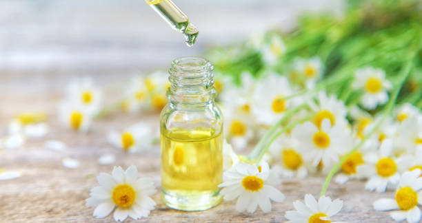 istock Chamomile essential oil in a small bottle. Selective focus. 1483245527