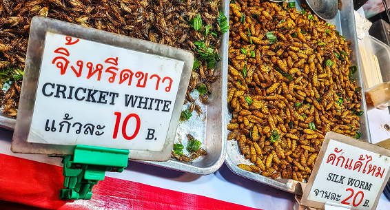 Fried insects with a Price tag at the Night Market in Chiang Rai, Thailand, Asia