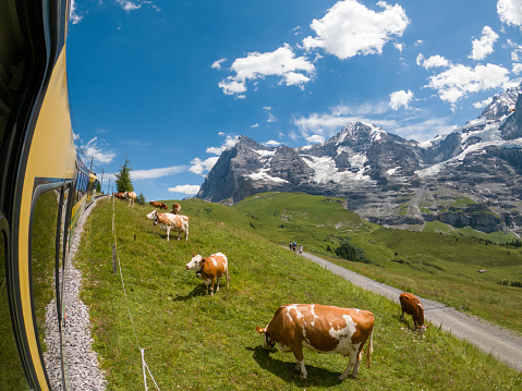 Train passes by dairy cows grazing in the Jungfrau region of the Swiss Alps. Photo taken from the train perspective
