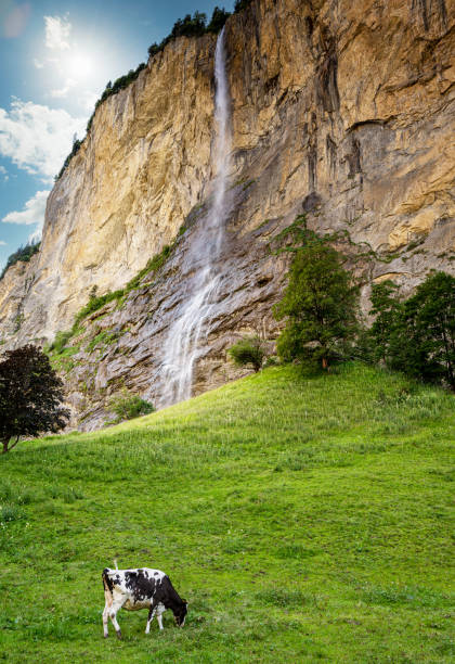 путешествие в швейцарию - выпас коров возле водопада штауббах - staubbach falls стоковые фото и изображения