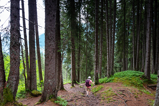 Woman hiking through the Mountain view trail in the Swiss Alps in the Jungfrau region. The Mountain view trail hike from Murren and leads over the Alpine meadows and through pine woodland forests from Allmendbhubel to Grutschlap with fantastic views of Eiger, Monch and Jungfrau peaks.