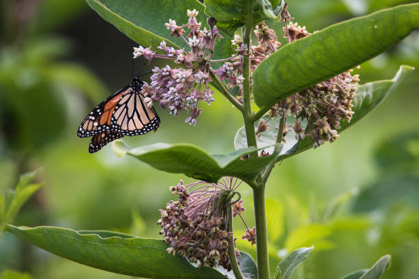 istock Beautiful Monarch butterfly perched on a milkweed bloom. 1483251561