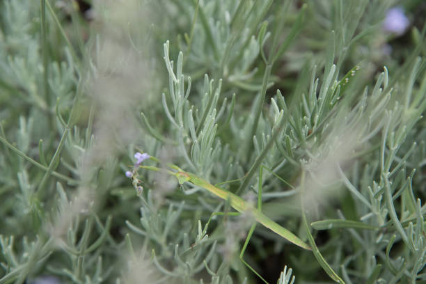 istock A praying mantis camouflaged in a lavender plant. 1483251646