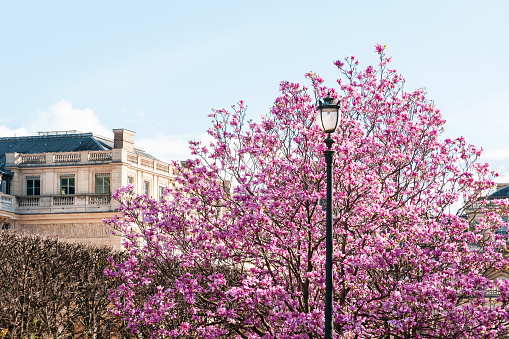 Romance in Palais Royal with magnolia blossom. Palais Royal is the seat of several institutions in Paris : Conseil constitutionnel, conseil d'Etat and also Comédie française.