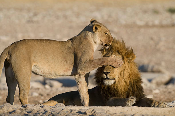 kobieta lew zakrywające oczy mężczyzna z paw,, etosha namibia. - lion sands zdjęcia i obrazy z banku zdjęć