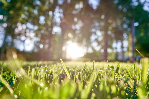 istock morning sun light throw the grass in the park 1483257491
