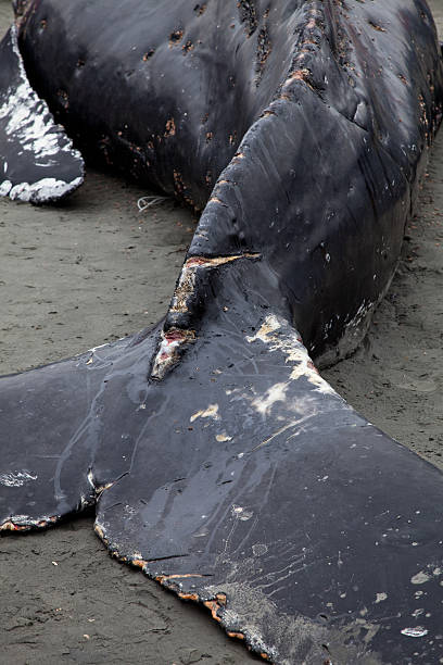 istock Humpback whale washes ashore and died 148325789