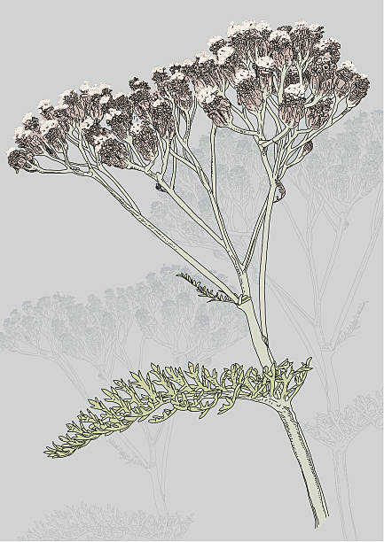 лекарственная трава - cow parsley stock illustrations