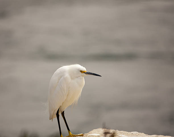 istock Sole White Egret Standing On A Seawall 148326202
