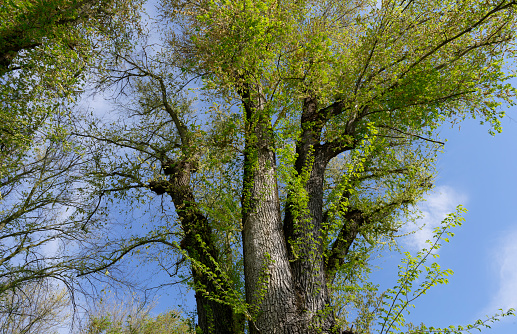 Tree tops at Lake Livingston State Park, Near Houston, Texas