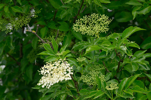 elderflower bloom (Sambucus nigra)