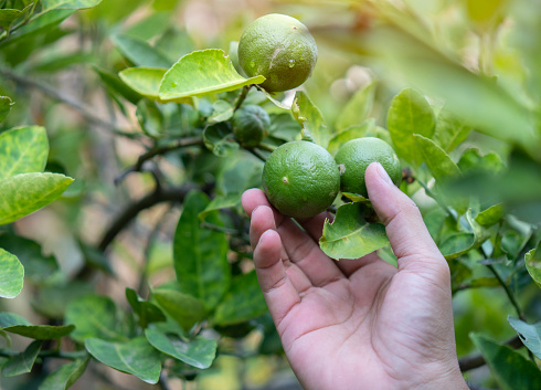 Green limes on a tree, Lime is fresh fruit with leaf background in the organic vegetable farm with hand is harvesting fruit.