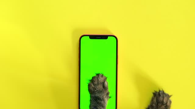 Cat paw touching, clicking, tapping and swiping phone with chromakey screen. Feline Paw typing smartphone with green background. Close-up. Chroma key vertical mock up for advertising. Cat using phone