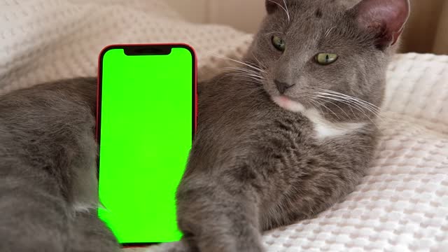 Phone, smartphone with green screen chromakey against Cat. Little gray cute sleepy Kitten. Online shopping, websites for pets, mobile applications. Mockup. Smart phone with green background and animal