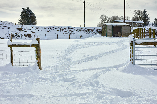 Sheep and goat take shelter th morning after heavy overnight snow on moorland smallholding at 900ft in North Yorkshire