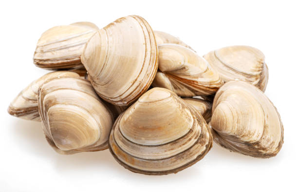 istock Raw hard clams isolated on white background. 1483265712