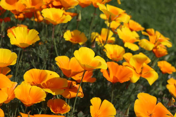 lato backgroung. kwiaty eschscholzia californica lub złoty mak kalifornijski, kubek złota, kwitnienia roślin w rodzinie papaveraceae - poppy field flower california golden poppy zdjęcia i obrazy z banku zdjęć