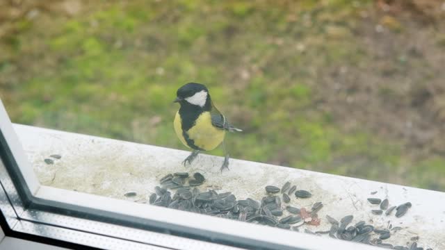 Beautiful cute Eurasian blue tit against the window behind glass eating sunflower seeds. Small passerine bird sitting outside, looking in, taken from inside the house. Spring weather. Slow motion.