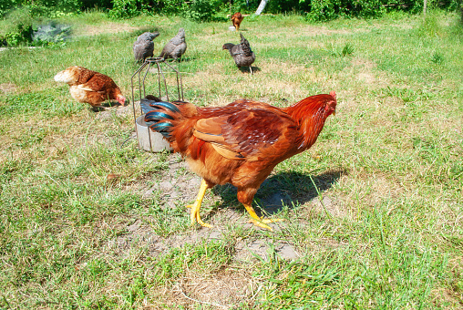 Brown hens and rooster walks free on green field. Chickens feed in spring garden, sun light day at farm. Domestic birds forage on free range on sunny farmyard, selective focus