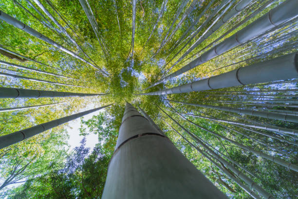 árbol de bambú tomado con vista de gran angular. - giant bamboo fotografías e imágenes de stock