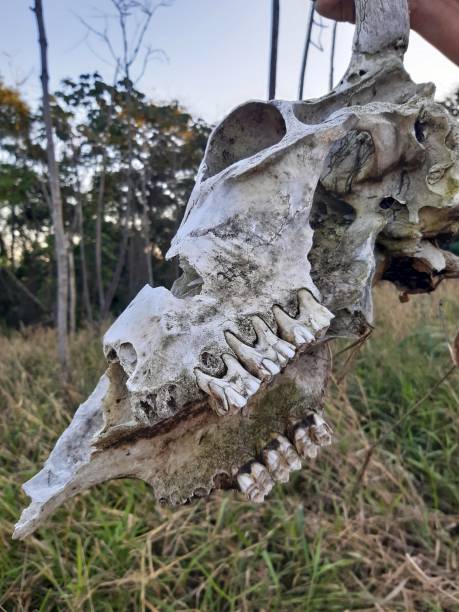 istock Ox/bull skull with visible horns and teeth 1483271155