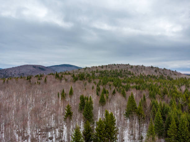 istock Aerial view of forest and mountain 1483271581