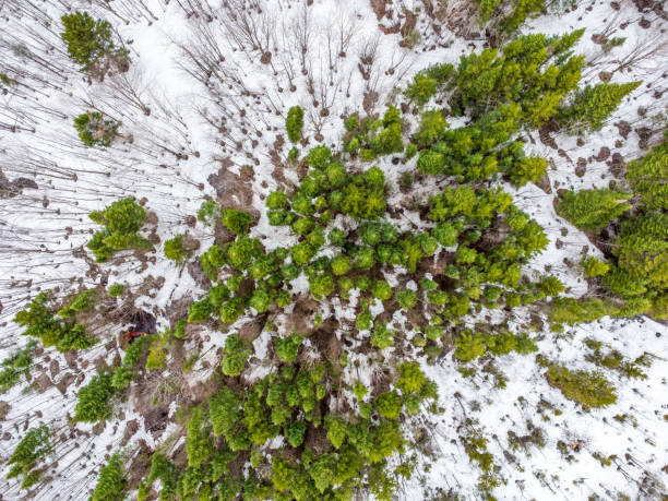 istock Aerial view of forest 1483272790
