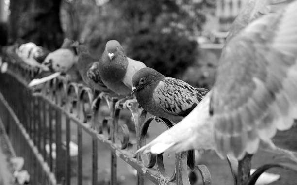istock Pigeons on a fence 1483274674