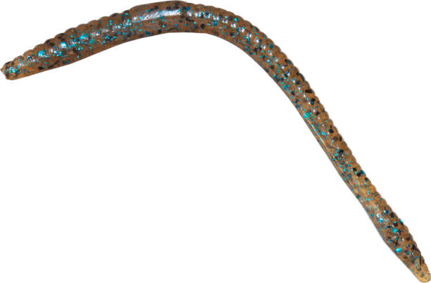 istock Transluscent rubber fishing worm 1483274729