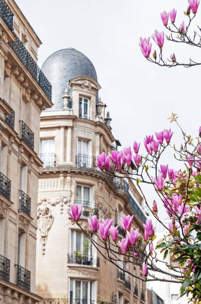 façade parisienne avec des fleurs de magnolia - sunlight flower magnolia flower head photos et images de collection