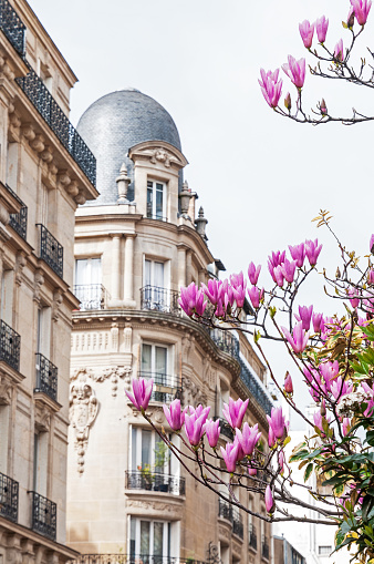 Parisian building facade with magnolia flowers