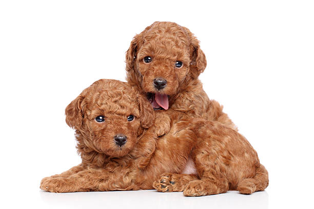 istock Toy poodle puppies (1 month) on a white background 148327576