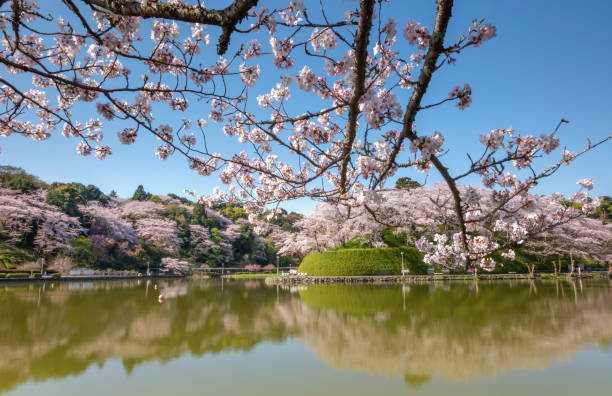 istock Beautiful view sakura flower with water reflection. 1483276406