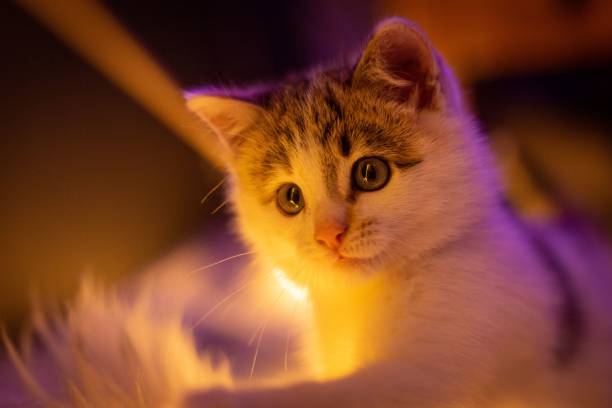 istock Cute white and gray kitten illuminated by a warm light. 1483276671
