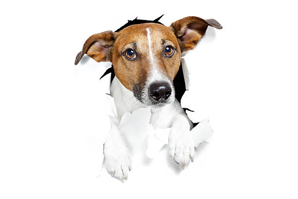 istock dog broke the paper 148327726