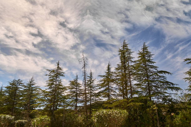 istock Cedrus tree with few leaves under a radiant blue sky 1483277297