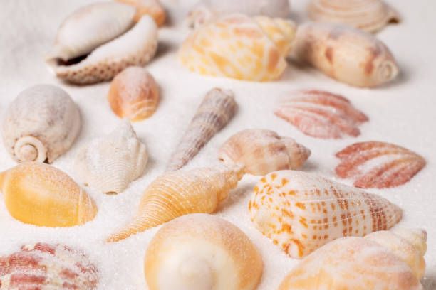 Different seashells on sand. Sea summer vacation background.