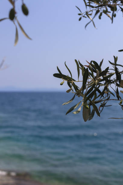 istock tropic sea view 1483278354