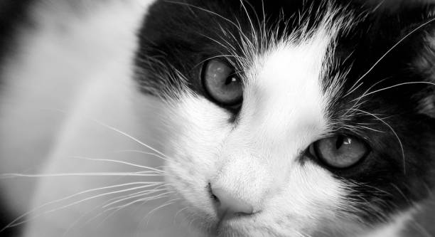 istock black and white cat portrait 1483279037