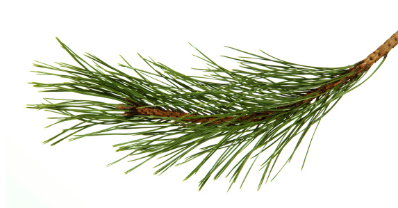The image of a branch of the pine, isolated, on a white background