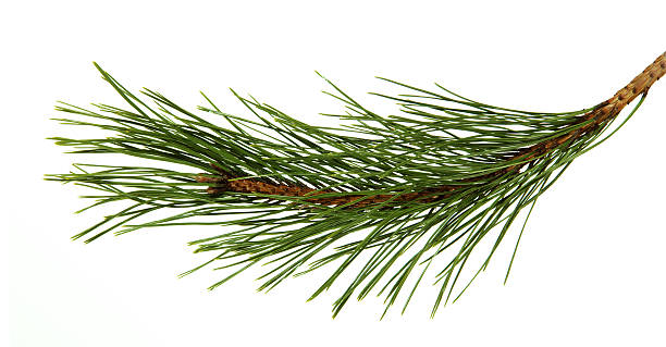 Branch of the pine The image of a branch of the pine, isolated, on a white background sewing needle stock pictures, royalty-free photos & images