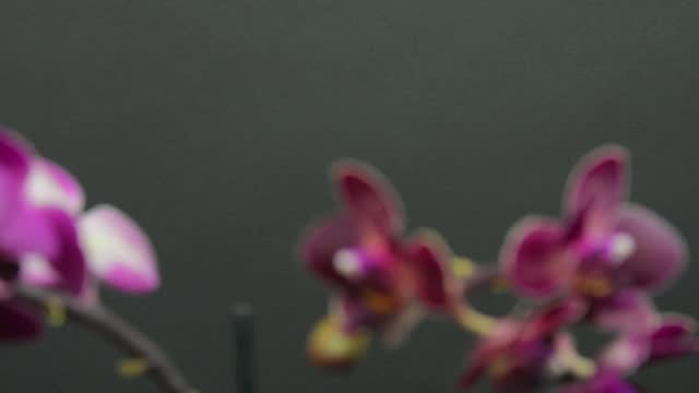 Footage of white and purple blooming orchid flower on black background. House plant. Beautiful white and violet orchid flower. Rotating orchid, defocused. Phalaenopsis, Moth Orchid