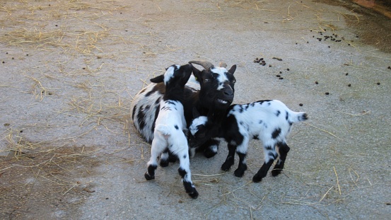 Dwarf Goats