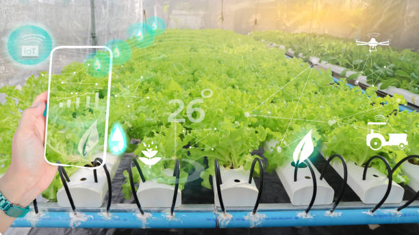 Futuristic businessman farms vegetables and crops using modern AI technology using mobile phones, temperature and humidity sensors, water tracking, climate control, holographic data data icons. empresario futurista cultiva hortalizas y cultivos utilizando tecnología moderna de inteligencia artificial utilizando teléfonos móviles, sensores de temperatura y humedad, seguimiento del agua, control de clima, iconos de datos holográficos.