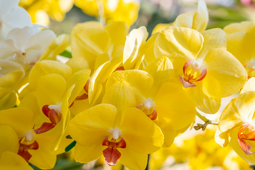 Yellow orchid flower in orchid garden. Phalaenopsis orchid or Moth orchid.