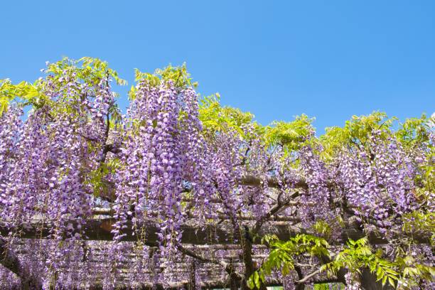 istock Wisteria trellis Flowers in Full Bloom 1483282974