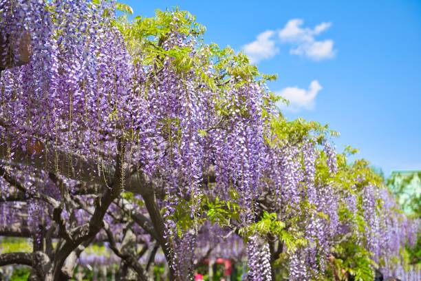 istock Wisteria trellis Flowers in Full Bloom 1483283085